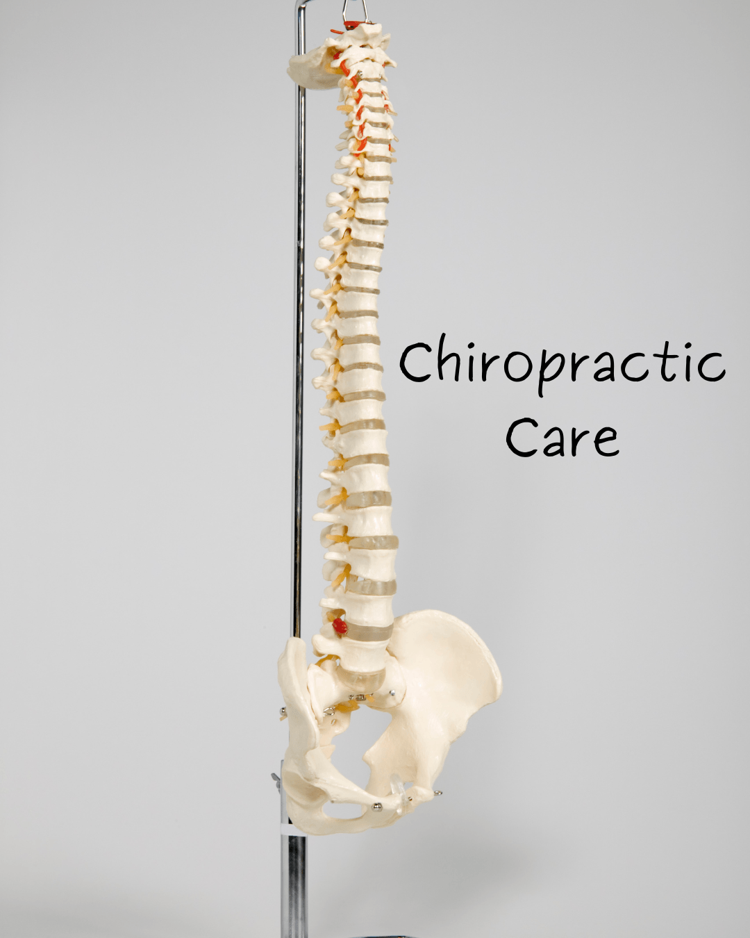 Image for Chiropractor